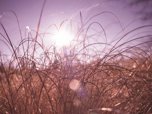 Preview wallpaper grass, macro, sunlight, glare