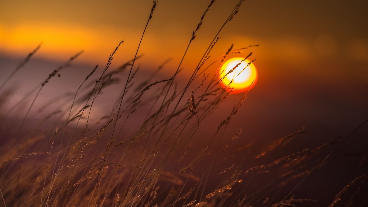 Wallpaper grass, macro, sunset, sun, light