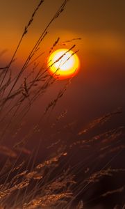 Preview wallpaper grass, macro, sunset, sun, light