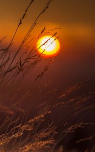 Preview wallpaper grass, macro, sunset, sun, light