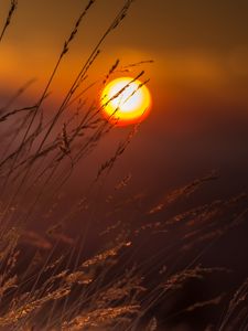Preview wallpaper grass, macro, sunset, sun, light