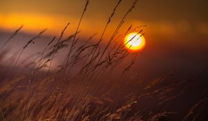 Preview wallpaper grass, macro, sunset, sun, light