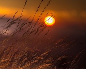 Preview wallpaper grass, macro, sunset, sun, light