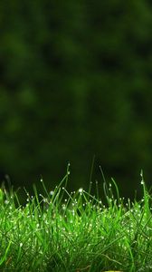 Preview wallpaper grass, meadow, dew, small