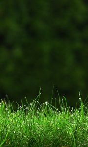 Preview wallpaper grass, meadow, dew, small