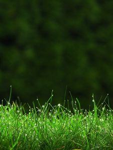 Preview wallpaper grass, meadow, dew, small