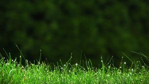 Preview wallpaper grass, meadow, dew, small