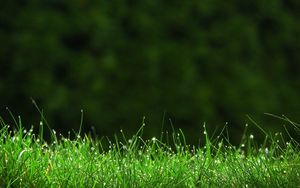 Preview wallpaper grass, meadow, dew, small