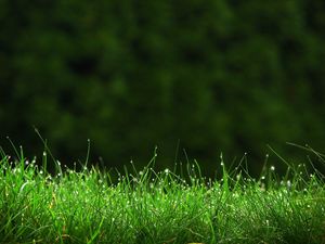 Preview wallpaper grass, meadow, dew, small