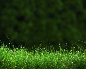 Preview wallpaper grass, meadow, dew, small