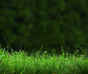 Preview wallpaper grass, meadow, dew, small