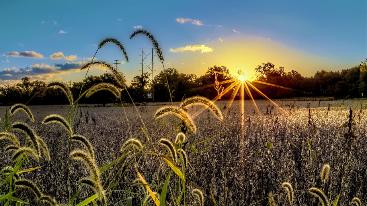 Wallpaper grass, meadow, landscape, sunset, rays