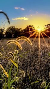 Preview wallpaper grass, meadow, landscape, sunset, rays