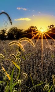 Preview wallpaper grass, meadow, landscape, sunset, rays