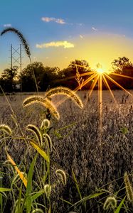 Preview wallpaper grass, meadow, landscape, sunset, rays