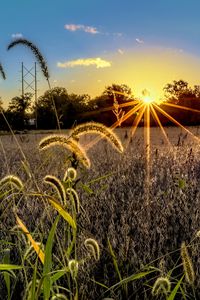 Preview wallpaper grass, meadow, landscape, sunset, rays