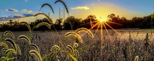 Preview wallpaper grass, meadow, landscape, sunset, rays