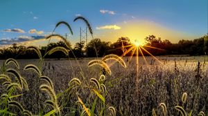 Preview wallpaper grass, meadow, landscape, sunset, rays