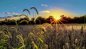 Preview wallpaper grass, meadow, landscape, sunset, rays
