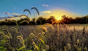 Preview wallpaper grass, meadow, landscape, sunset, rays