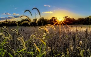 Preview wallpaper grass, meadow, landscape, sunset, rays