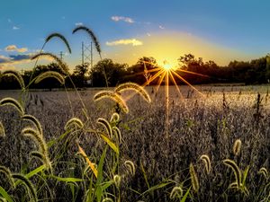 Preview wallpaper grass, meadow, landscape, sunset, rays