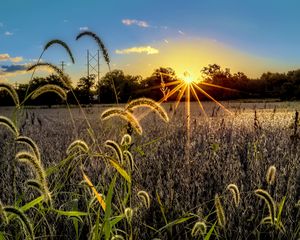 Preview wallpaper grass, meadow, landscape, sunset, rays