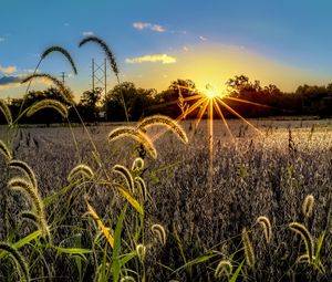 Preview wallpaper grass, meadow, landscape, sunset, rays