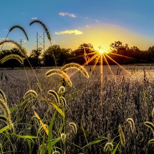 Preview wallpaper grass, meadow, landscape, sunset, rays