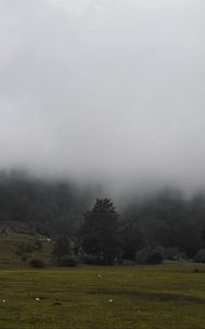 Preview wallpaper grass, meadow, trees, fog, landscape