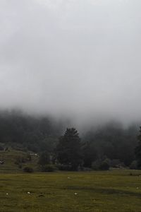 Preview wallpaper grass, meadow, trees, fog, landscape