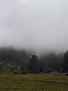 Preview wallpaper grass, meadow, trees, fog, landscape