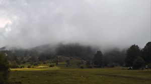 Preview wallpaper grass, meadow, trees, fog, landscape