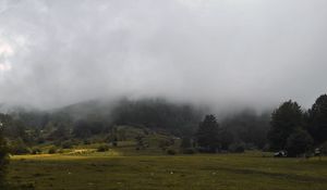 Preview wallpaper grass, meadow, trees, fog, landscape
