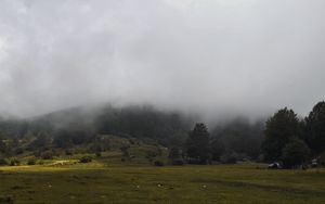 Preview wallpaper grass, meadow, trees, fog, landscape