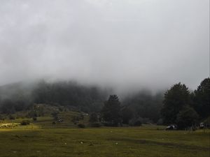 Preview wallpaper grass, meadow, trees, fog, landscape