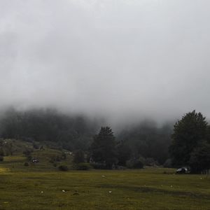 Preview wallpaper grass, meadow, trees, fog, landscape