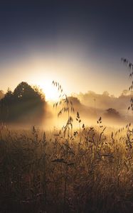 Preview wallpaper grass, meadow, trees, light, nature