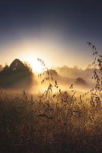 Preview wallpaper grass, meadow, trees, light, nature