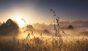 Preview wallpaper grass, meadow, trees, light, nature