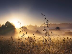 Preview wallpaper grass, meadow, trees, light, nature