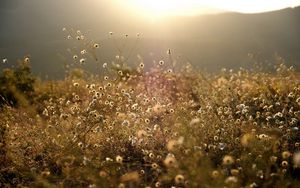 Preview wallpaper grass, meadow, vegetation, light