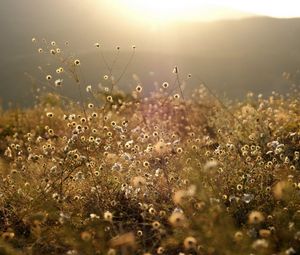 Preview wallpaper grass, meadow, vegetation, light