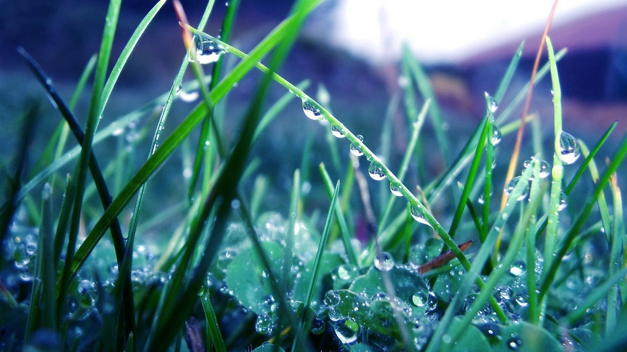 Wallpaper grass, morning, dew, drops, light