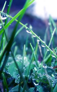 Preview wallpaper grass, morning, dew, drops, light