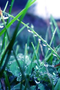 Preview wallpaper grass, morning, dew, drops, light