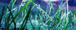 Preview wallpaper grass, morning, dew, drops, light