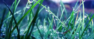 Preview wallpaper grass, morning, dew, drops, light