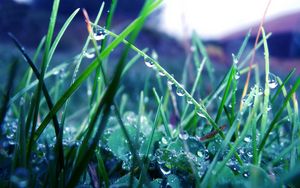 Preview wallpaper grass, morning, dew, drops, light
