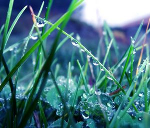 Preview wallpaper grass, morning, dew, drops, light